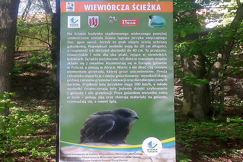 Chrońmy jerzyki